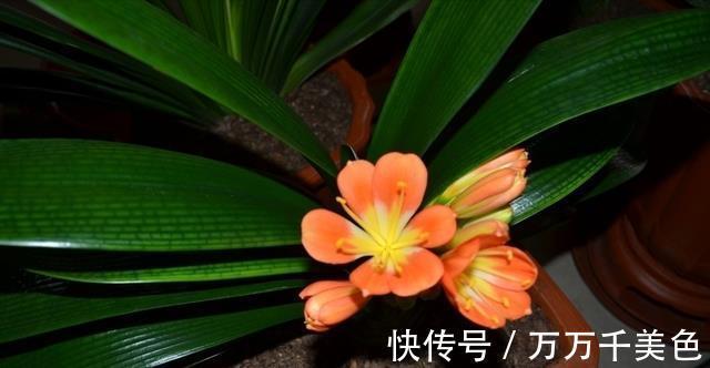 花卉|入秋后，这些花要早点进行翻盆换土的工作，才能叶绿根壮长势旺