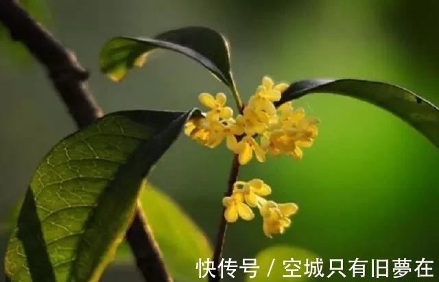 世界上十大最美的花,彼岸花排第二!