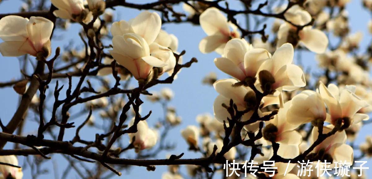 花语是至死不渝的爱的3种花，个个都很美，而且还容易养