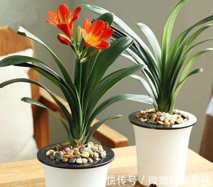 如何延长君子兰的花期,教你6招小技巧,花期多一倍,很实用