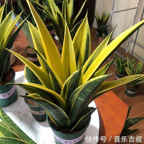 水培|这5种花,漂亮又好养,放卧室客厅都合适,还能净化空气,很实用