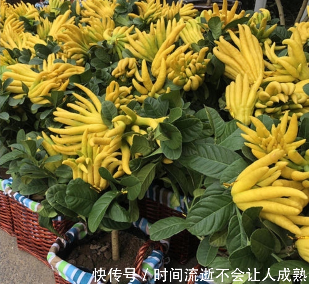 浓郁|此花香气浓郁,千姿百态,被称为果中之仙品,代表着吉祥和幸运