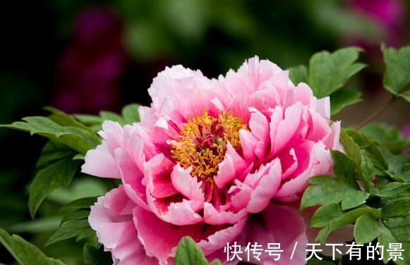 圆锥|秋天遇到8种花,该出手时就出手,犹豫不决容易坏事