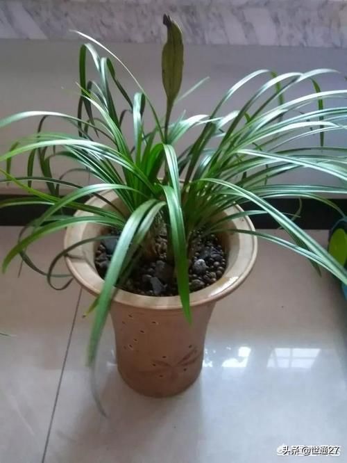 我家养的花，阳台已经装不下啦！看见好看的花还想买，控制不住自己，这是怎么了？