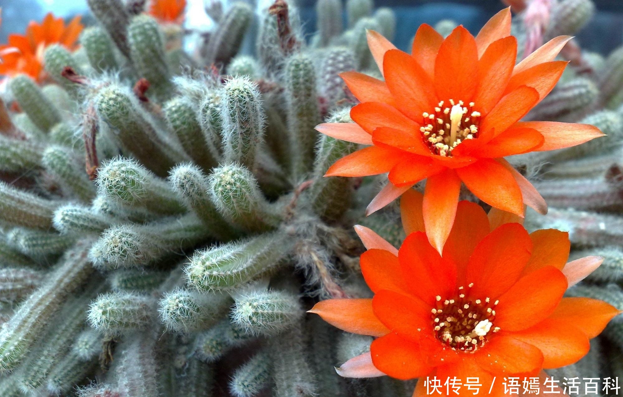 仙人指的别称圣烛节仙人掌