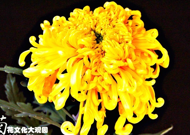 喜欢菊花，就养盆“菊中珍品”金龙腾云，似金蕊芬芳，金光四溢