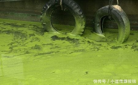 鄱阳湖、洞庭湖、太湖：中国最大的三个淡水湖“生病”了