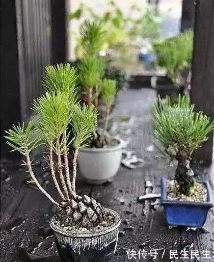 阳台上|捡了个“松果”插在盆里,不几天长成了盆景,摆在家里太漂亮了