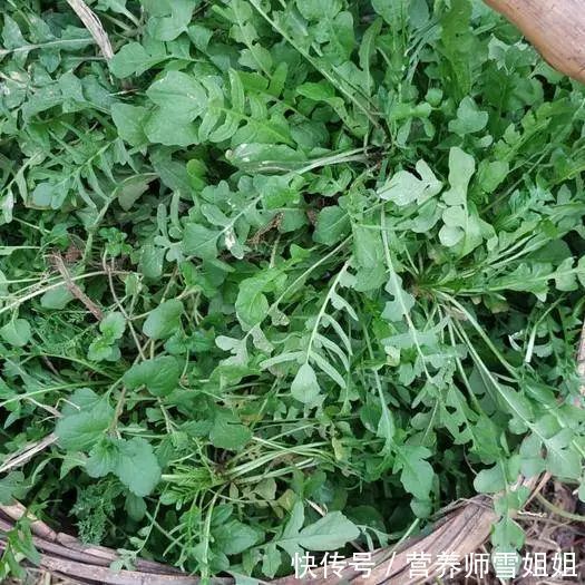 春季,重养生,多食三菜,常饮三茶,调好三气,打好全年健康基础