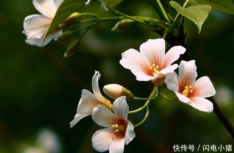 无花|千古名诗70首,诗中有画,再现了几千年来《清明》的风土人情