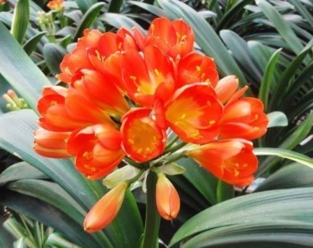 君子兰不开花淘米水兑点“黄水水”,花箭冒出来,1次开出10朵