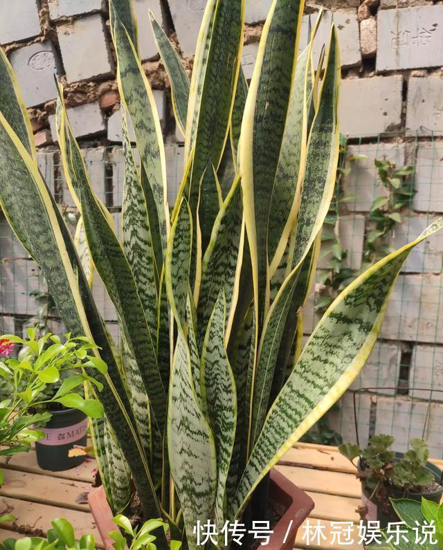 虎皮兰|虎皮兰叶片打弯没精神,别犯“2个错”,越长越壮,小芽挤破盆