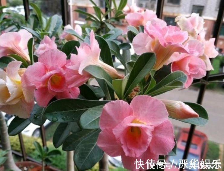 蝴蝶兰|4种花养家里，福旺运旺财更旺，开起花来“拦”不住，美不胜收