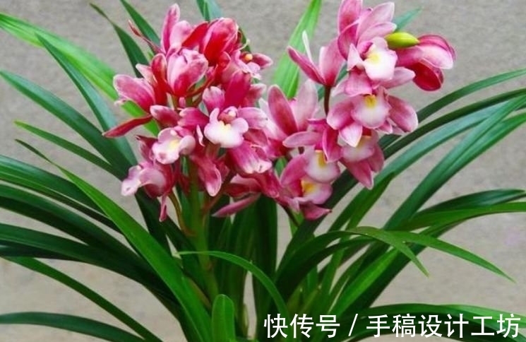 种花人|阳台养这几朵花，花期长，花色艳丽，开成花海，邻居都羡慕！