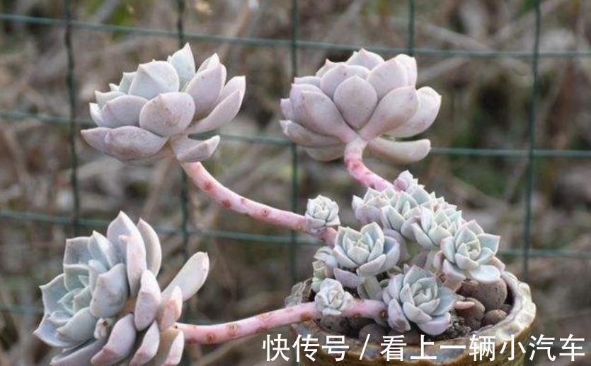 公认不好养的多肉白牡丹,改变养殖方法,长成小老桩,颇有韵味