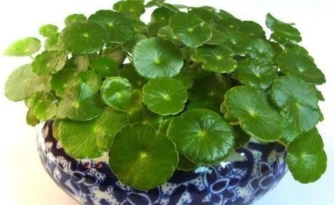 铜钱草|怎么养好铜钱草,爆满盆掌握方法技巧