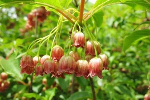 屋里屋外｜植树节在房间“种下”一片森林