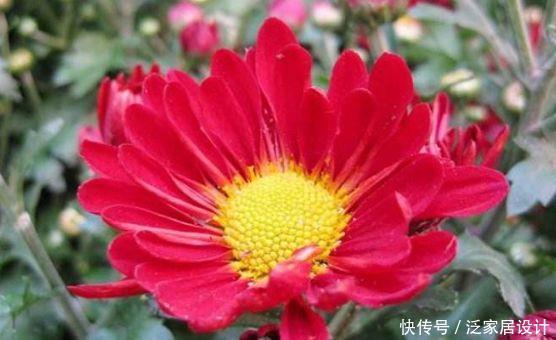 4种花养家里,美得倾国倾城,盆盆开成大花球