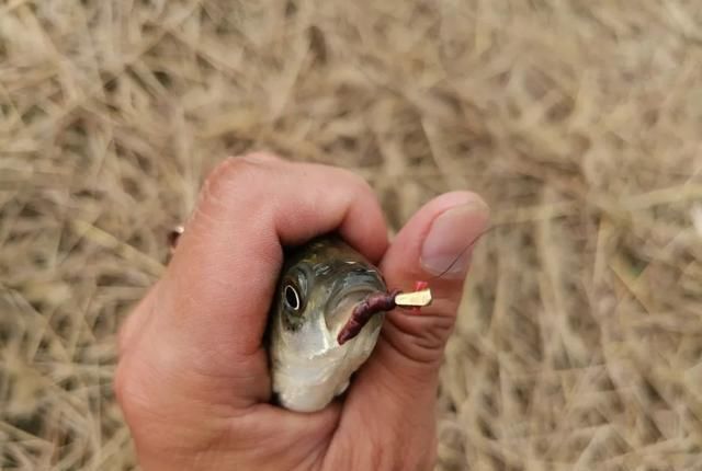 天冷钓鱼要多“逗”,鲫鱼经不起这诱惑,逗两下准咬钩