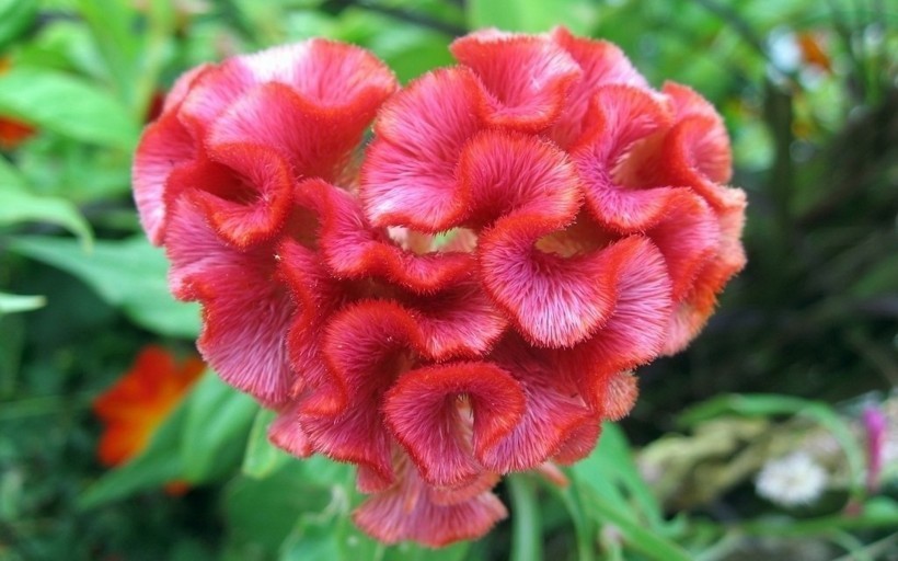 生肖|让男人死心塌地的4个生肖,婚后魅力不减而增,追求者接连不断