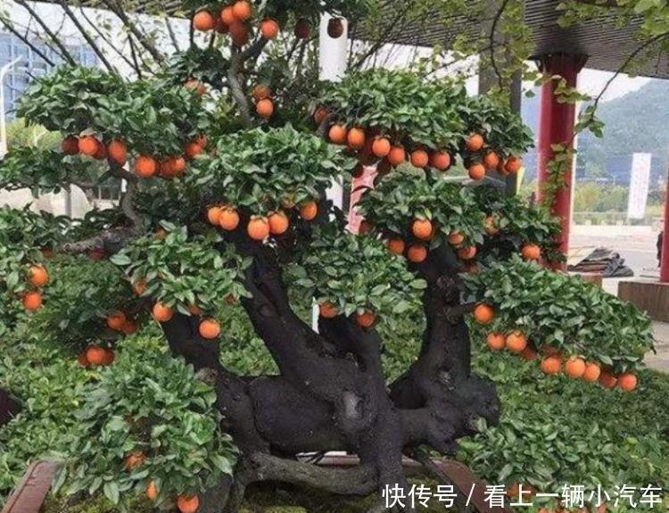马乔里|家里就养4种花，一年四季开花不断，富贵吉祥好运来！