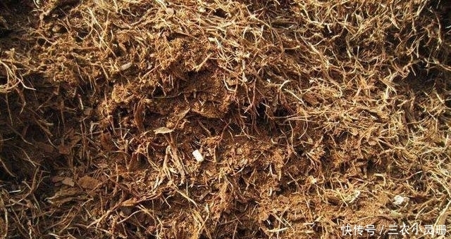 你家附近有这种树吗?树下挖几铲,就是“万能土”,养啥花也旺