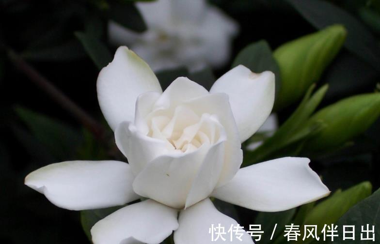 北方地区|室内盆栽栀子花，掌握3要领，下半年花开不断，天天像喷了香水