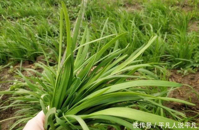 要想韭菜吃不完,掌握两个小妙招,一个星期后又是一茬
