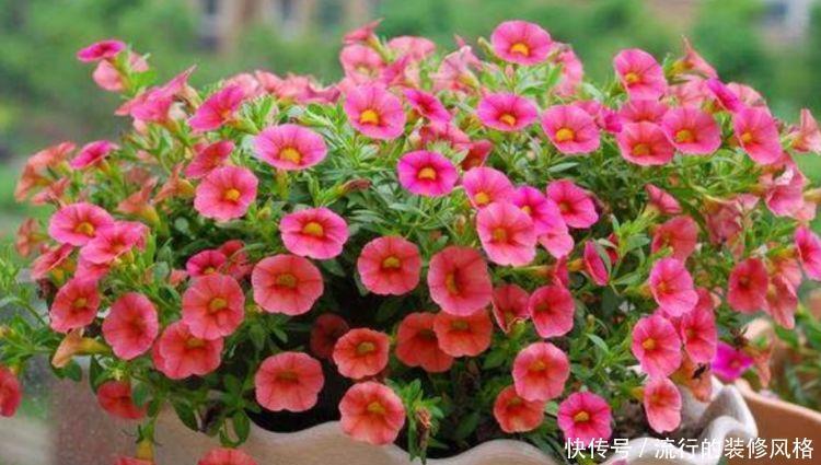 小花园|阳台养花就选4种,一开就是大半年,阳台一直都是“小花园”!