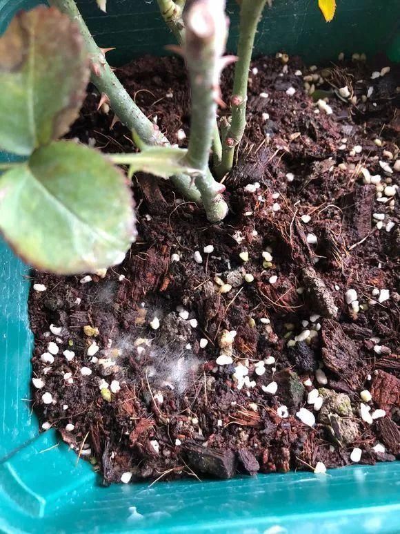 黄化病|总烂根黄叶,盆里撒一把它,不管多难养,很快能冒芽冒花!