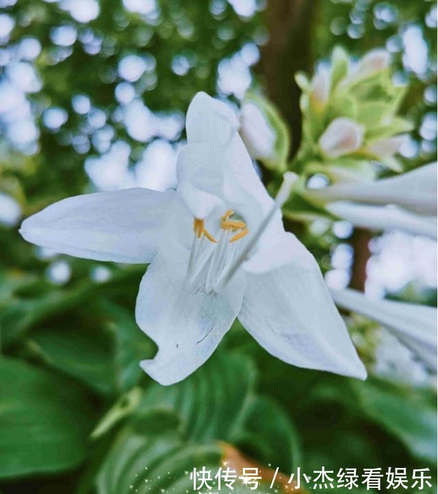  开花|冬天庭院里也能养花，玉簪特耐寒，下雪也能开花