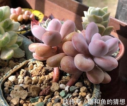 多肉长时间不服盆?从根源上解决问题,叶片肥厚养成肉墩子!
