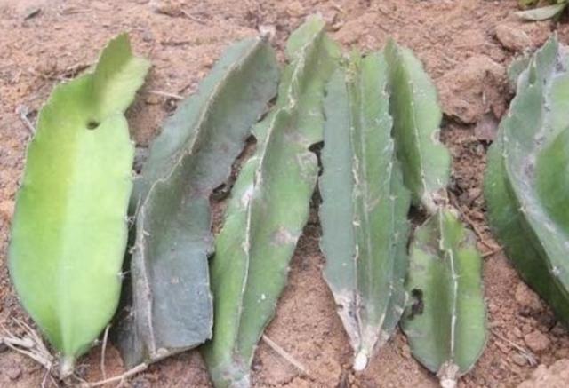 土壤里插“1根枝”，8天长出“小白根”，80天成“果树”，有价值