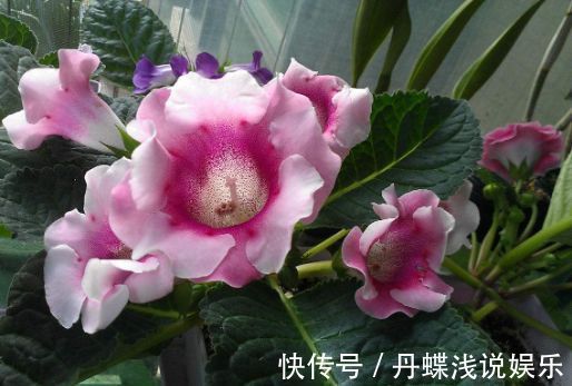 此种花卉颜值不输月季，好养易活，养一株就是赚了