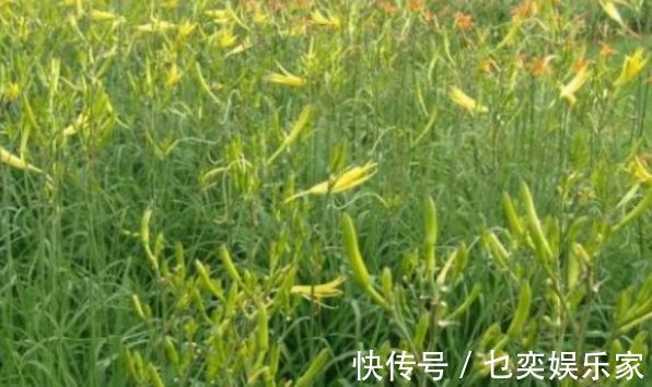 hm2|黄花菜明目安神,滋养皮肤,农民只需掌握一点,收获高产的黄花菜