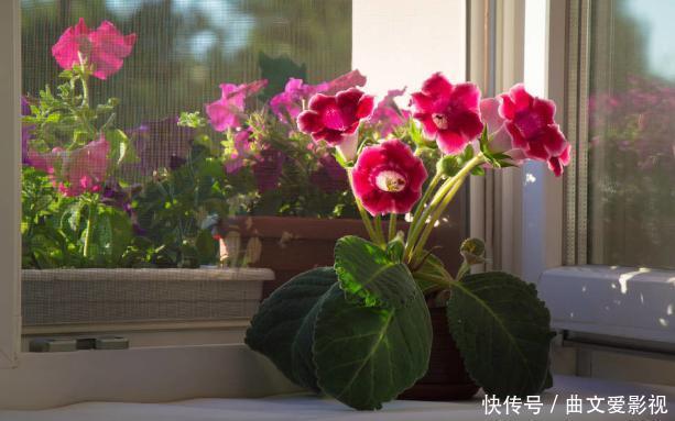 重瓣落雪泥,名好听、颜值高,适合家庭养花,谨记4点四季开花