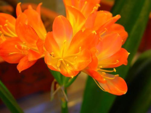 君子兰开花少给它喝点神仙水，叶子坚挺肥绿，开花100朵！