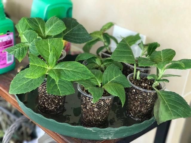 椰糠土|6月，最适合扦插的花，一插就活，大白根冒疯了