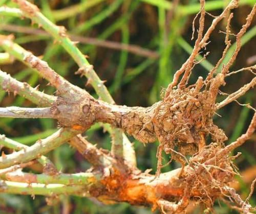 玫瑰花|想把“玫瑰”养成老桩？掌握好“修剪法门”，1年不到就成功