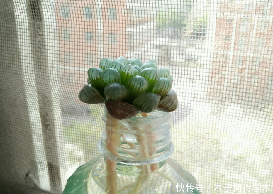 天热多肉难活?聪明人一到夏季就扔水里,养1个月胖得不成样