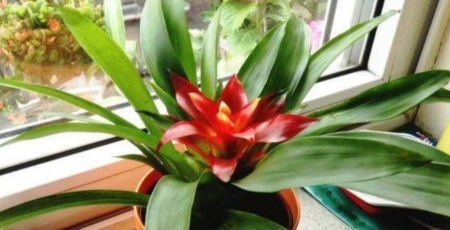 养花是一门学问跟着学3个妙招，花草分分钟爆满盆