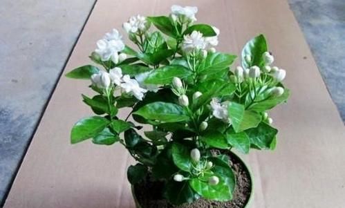 最厉害的养花营养液：给茉莉花喝一勺，叶片翠绿，开出层叠群花