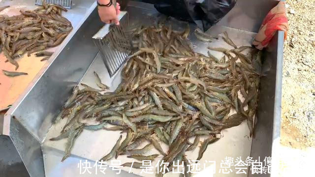 大虾|大虾冷冻保存时，直接放冰箱就错了，教你1招，跟鲜虾一样好吃