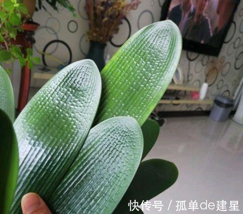 发黄|夏季养君子兰,记住一个“少”字,不烂根不黄叶,长的就是旺!