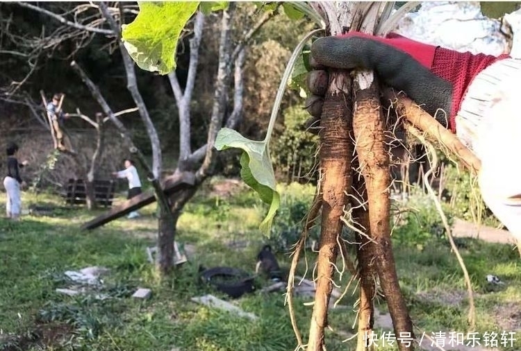 参之称|“它”有东洋参之称,在中国少有人吃,却被日本人吃成“高端货”