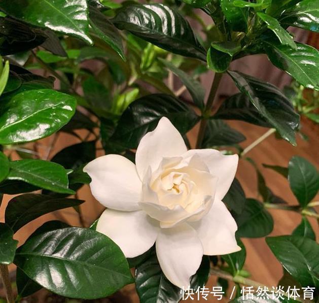 硫酸亚铁|5种“药”,过期也不要扔,兑水浇花,保花不生“虫和病”