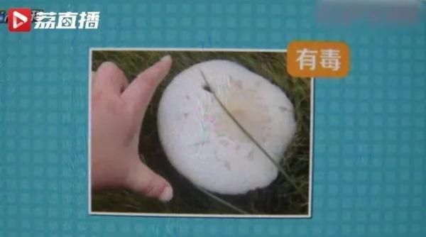 抢救|重庆夫妇吃了小贩卖的菌子后，被送进抢救室！这种菌，云南也有…