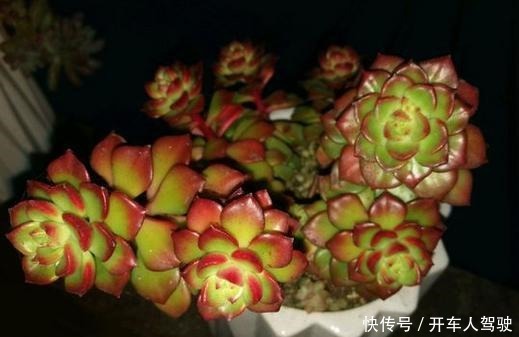 多肉蒂亚一旦上色了,惹人爱,秋季关键点做好,不愁绿焰不上色!