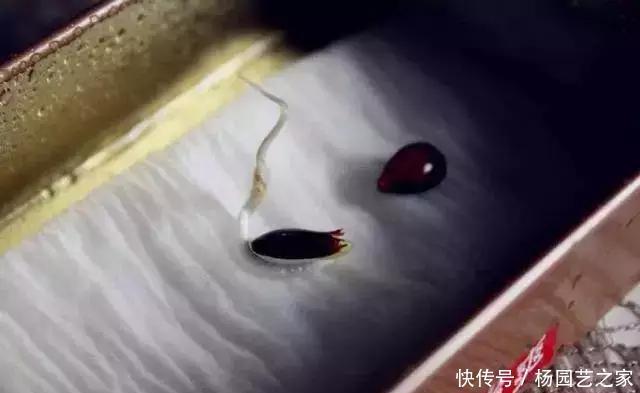 发芽的胡萝卜,吃剩的水果核都别扔,一周让家里长满绿植