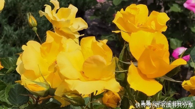 北京城|北京城月季花开千万朵，个中最美属黄色